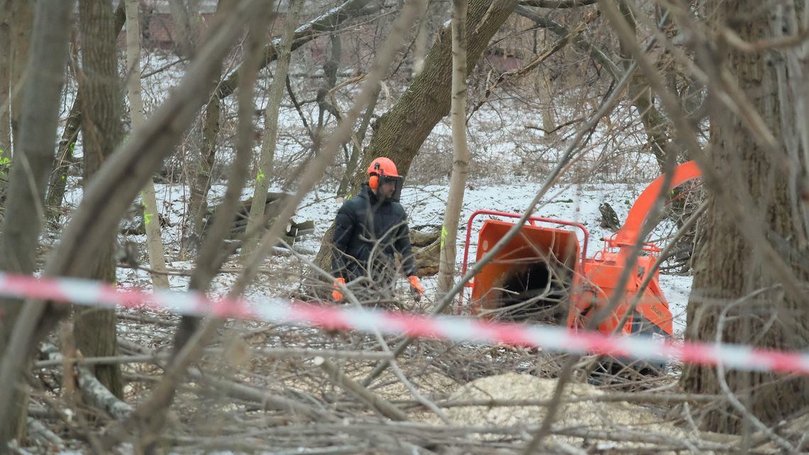 Lublin. Spora wycinka przy al. Kraśnickiej