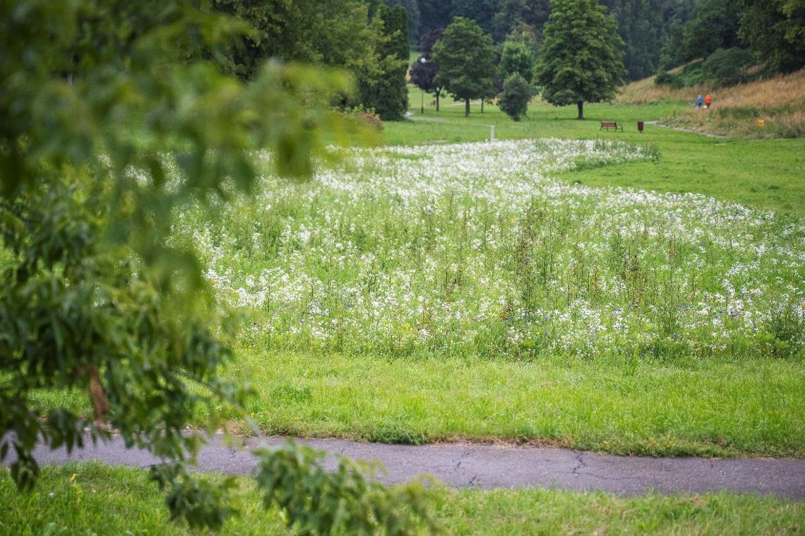 Lublin stawia na łąki kwietne i rzadsze koszenie Lublin stawia na łąki kwietne i rzadsze koszenie