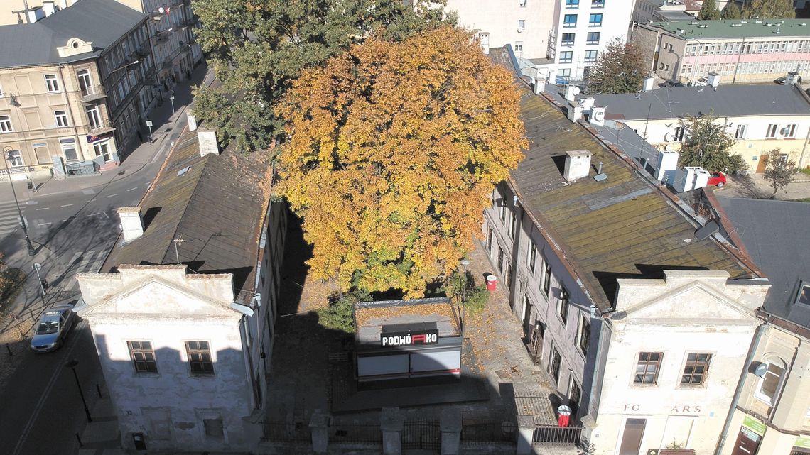 Lublin: Stuletni dąb z Pałacu Potockich do wycinki. "Zasłania zabytek"