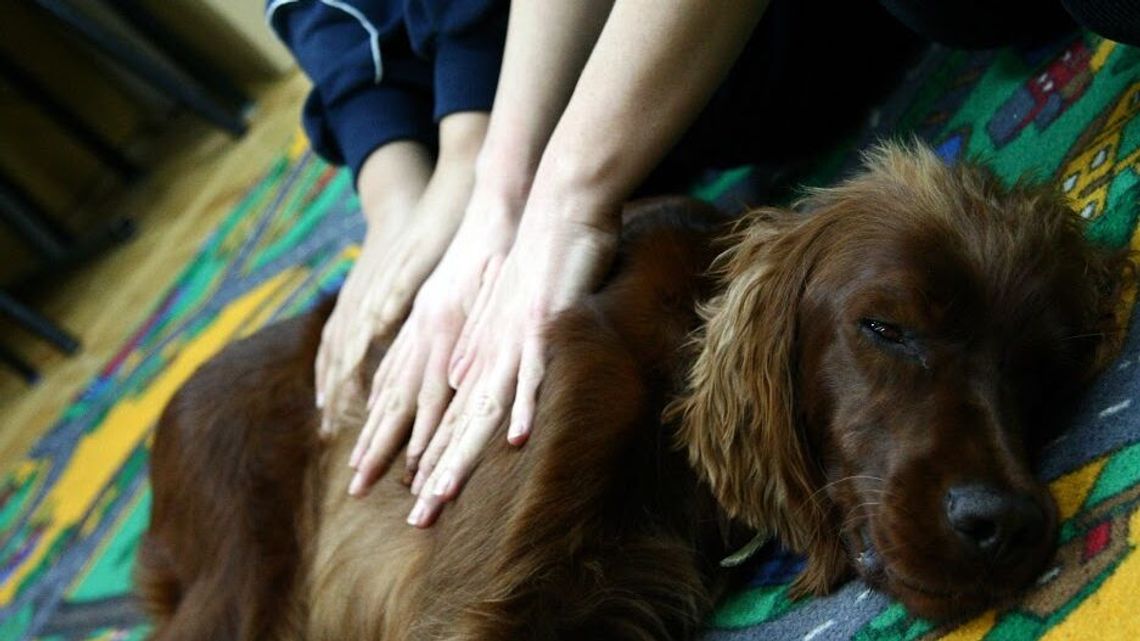 Lublin. Świetlica dogoterapii. Zajęcia dla dzieci w wieku 7-10 lat