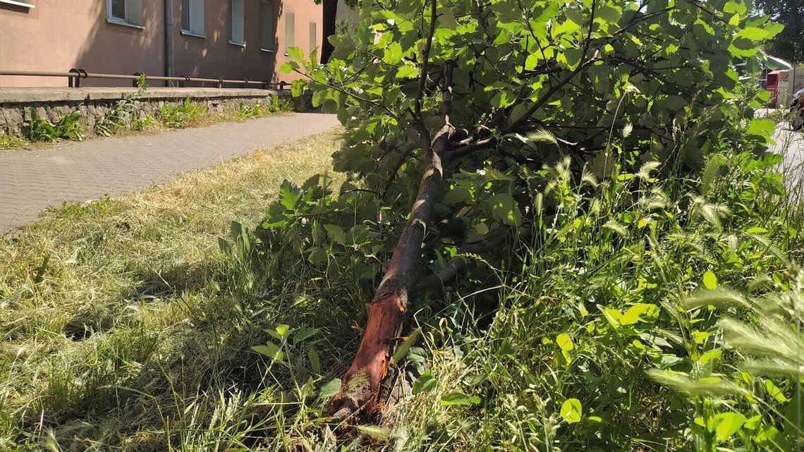 Lublin. Tak kosili trawę, że zniszczyli drzewo. I największa zagadka: kto to zrobił? Lublin. Tak kosili trawę, że zniszczyli drzewo. I największa zagadka: kto to zrobił?