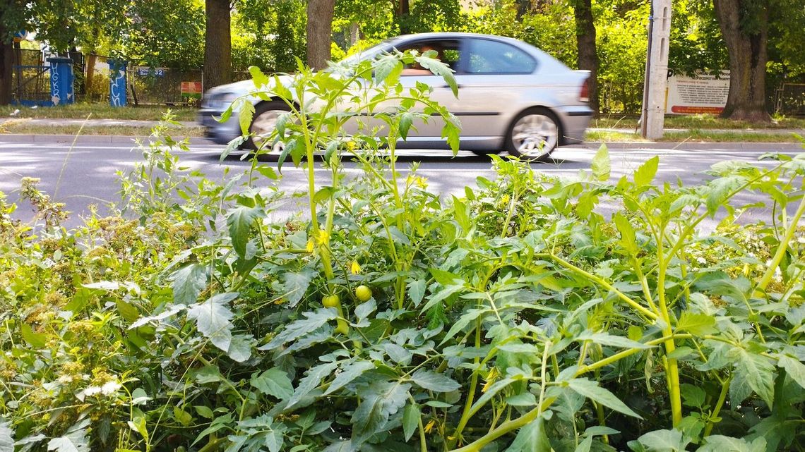 Lublin: Tak miasto "dba" o to, czym się chwaliło. Nawet pomidory wyrosły