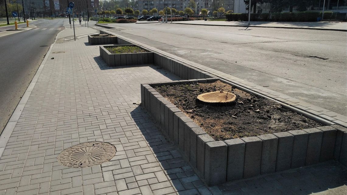 Lublin: Także w tych Alejach ubywa dużych drzew Lublin: Także w tych Alejach ubywa dużych drzew