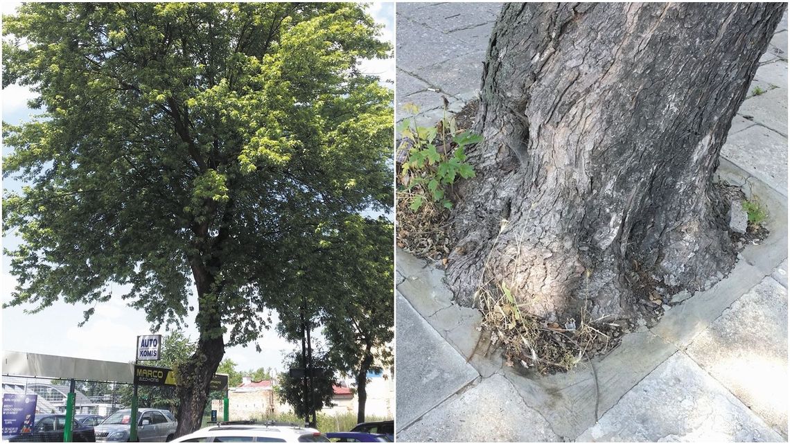 Lublin: Temu drzewu można pomóc? Miejscy urzędnicy obiecali zająć się sprawą Lublin: Temu drzewu można pomóc? Miejscy urzędnicy obiecali zająć się sprawą