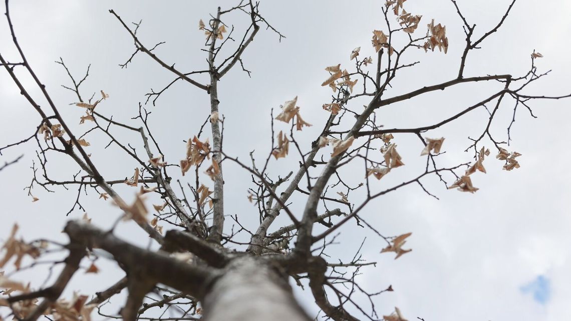 Lublin. Trochę lipa z tymi lipami. Usychają drzewa w betonowych donicach