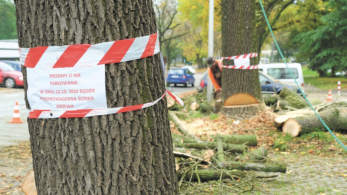 Lublin: Tutaj wytną drzewa, tam posadzą