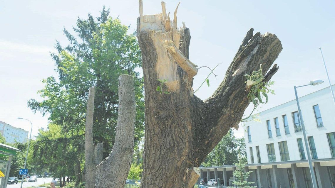 Lublin: Urzędnicy zlecili wycinkę drzew, bo miały "naruszoną statykę" Lublin: Urzędnicy zlecili wycinkę drzew, bo miały "naruszoną statykę"