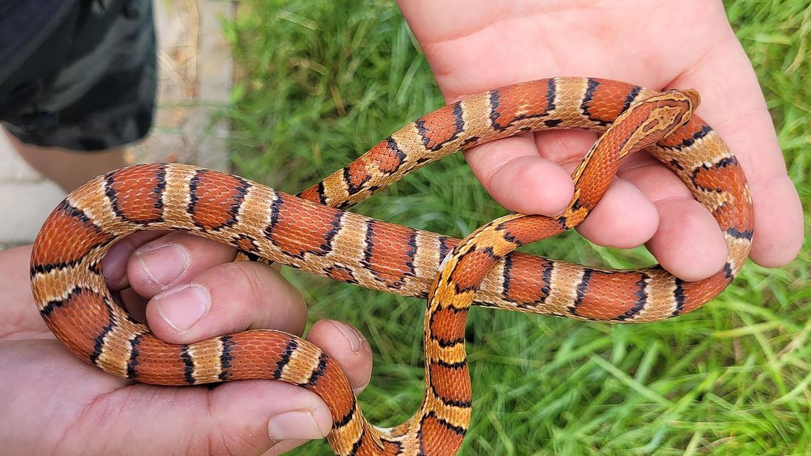 Lublin. W bloku zamieszkał wąż. Schował się tak, że nie można go wydostać Lublin. W bloku zamieszkał wąż. Schował się tak, że nie można go wydostać
