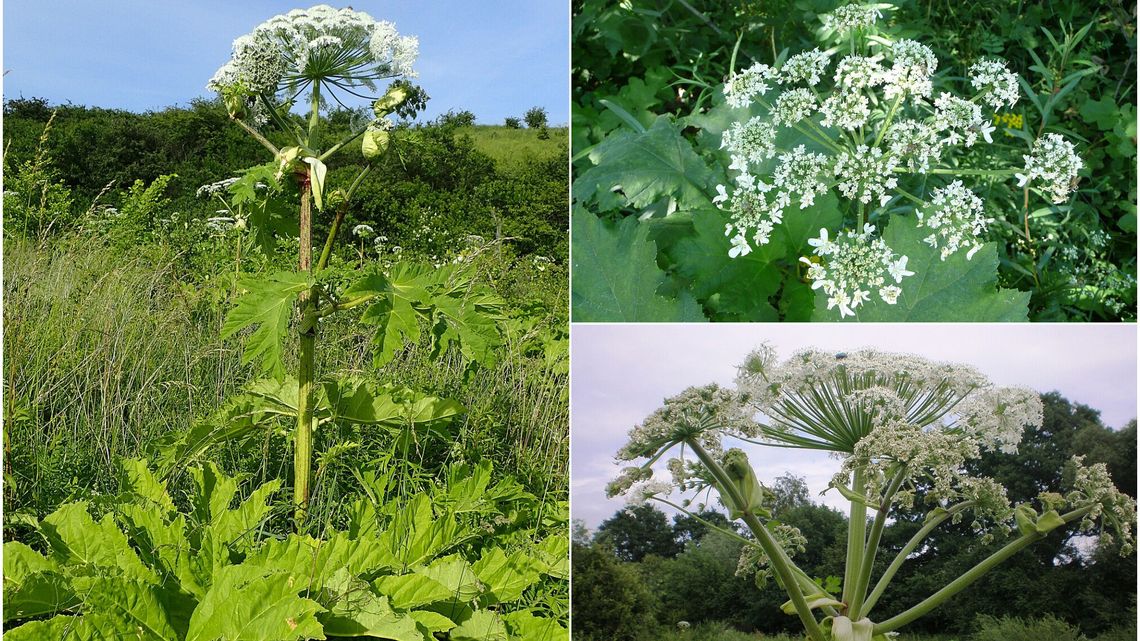 Lublin walczy z barszczem Sosnowskiego. „To naprawdę trudny przeciwnik”