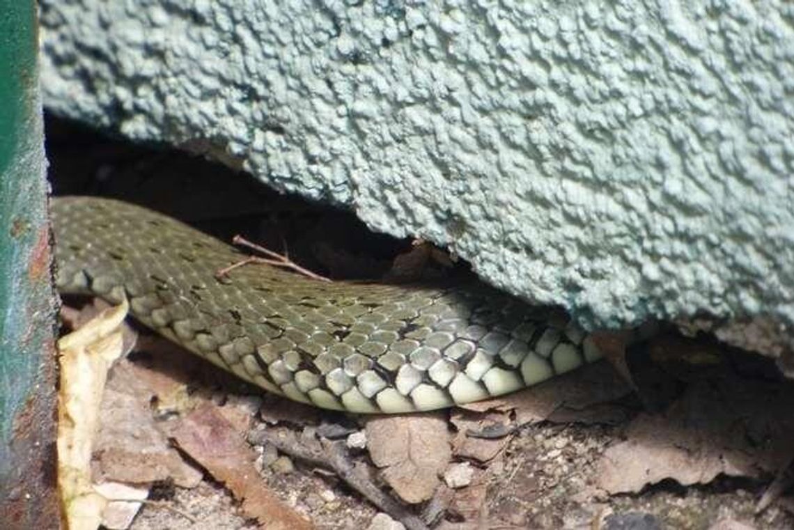Lublin: Wąż wystraszył ludzi. Nie udało się go złapać Lublin: Wąż wystraszył ludzi. Nie udało się go złapać