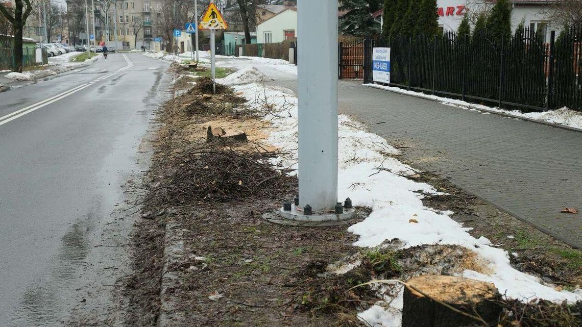 Lublin. Wielkie cięcie dopiero się zaczęło. Wyrok na 152 drzewa
