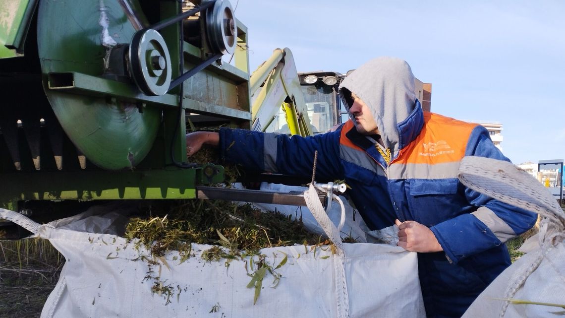 Lublin. Wielu na to czekało. Zaczęły się konopne żniwa na blokowisku przy Jantarowej Lublin. Wielu na to czekało. Zaczęły się konopne żniwa na blokowisku przy Jantarowej