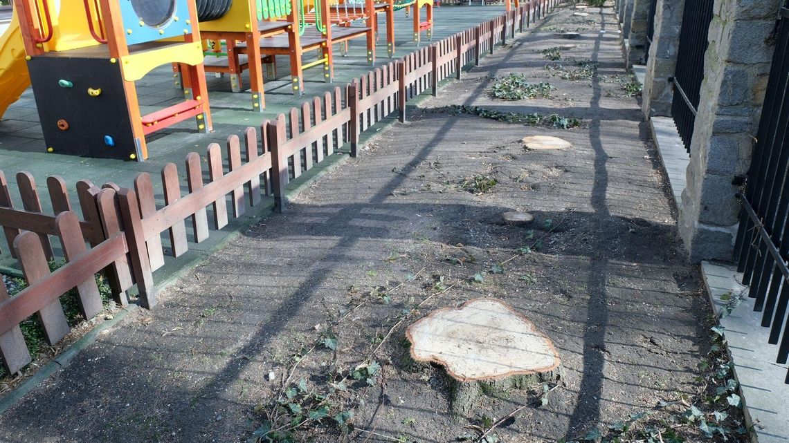 Lublin: Wycięto 11 drzew koło przedszkola św. Franciszka. "Zagrażały bezpieczeństwu"