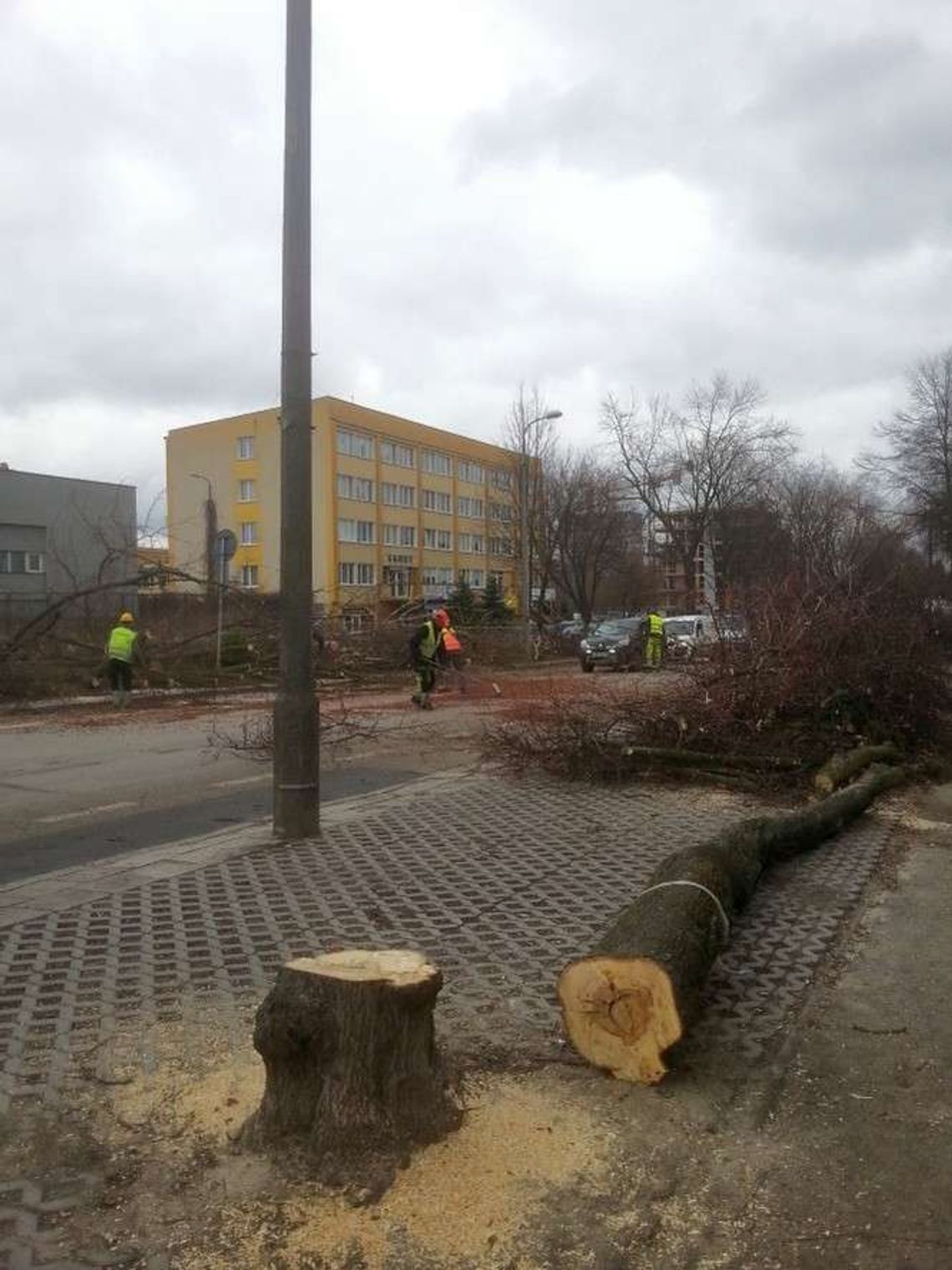 Lublin: Wycinka drzew w okresie lęgowym? Ratusz: wszystko w porządku