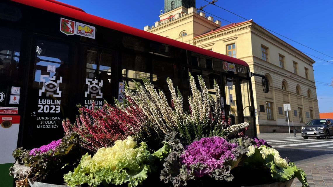 Lublin wystroił się w kapustę