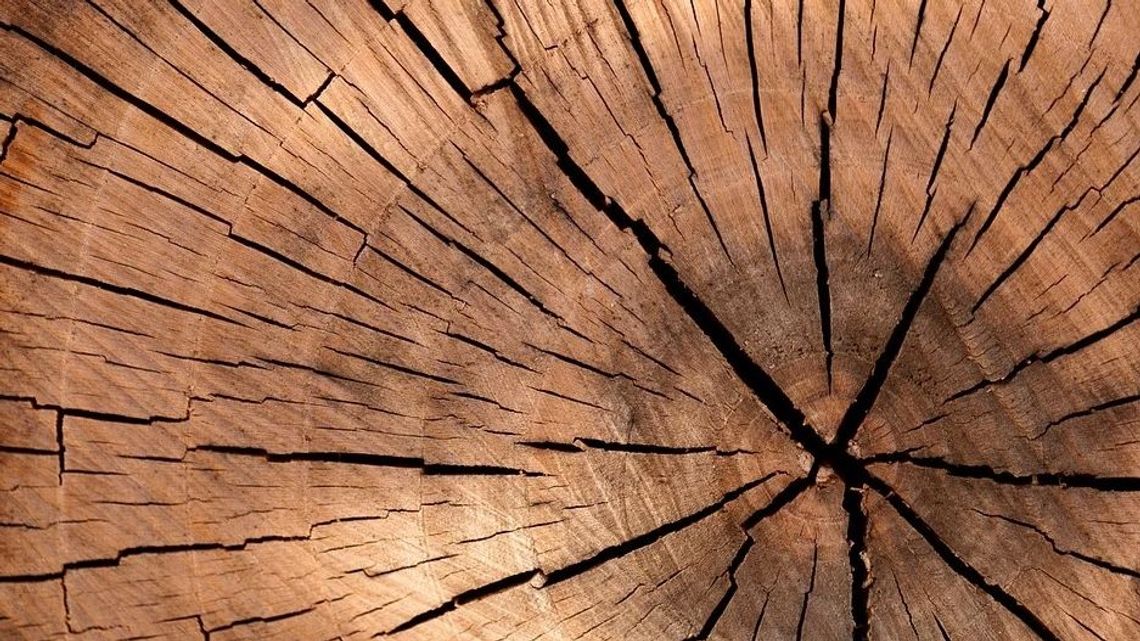 Lublin: Wytną drzewa pod nową Biedronkę