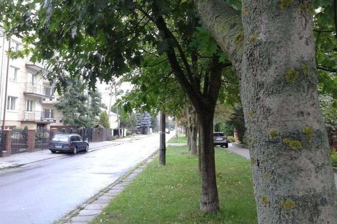 Lublin: Wytną drzewa, żeby było miejsce dla parkujących samochodów