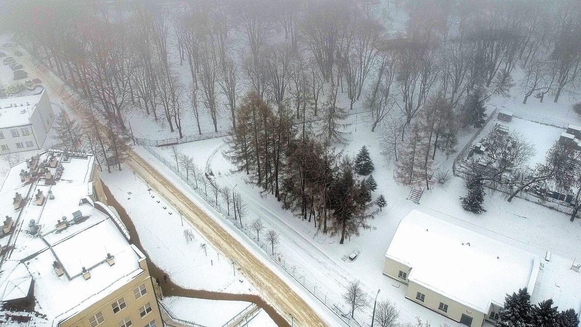 Lublin: Wytną drzewa, żeby zbudować nowe osiedle. Ekolodzy w obronie chronionych ptaków
