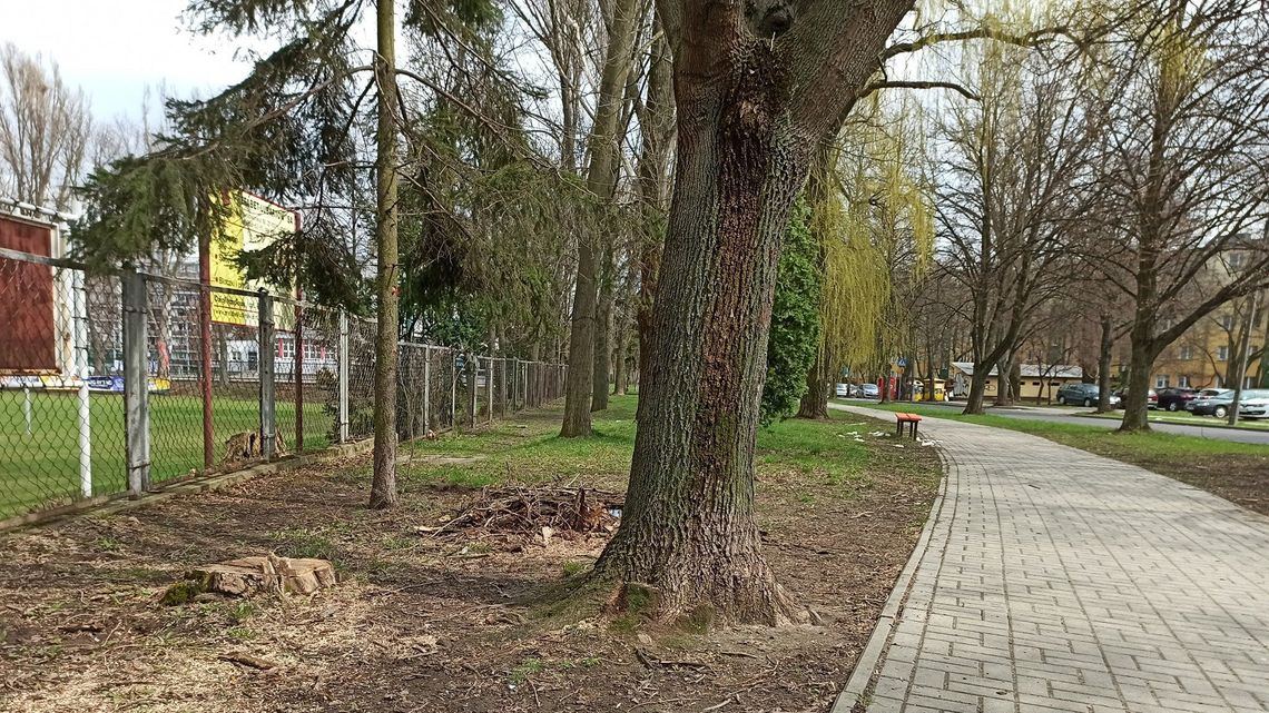 Lublin: Wytną kilkanaście drzew przy ul. Krasińskiego. Będzie tam parking