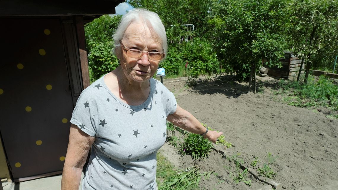 Lublin: Wyżerka dzików, rozpacz działkowców. "Dziki nas terroryzują" Lublin: Wyżerka dzików, rozpacz działkowców. "Dziki nas terroryzują"