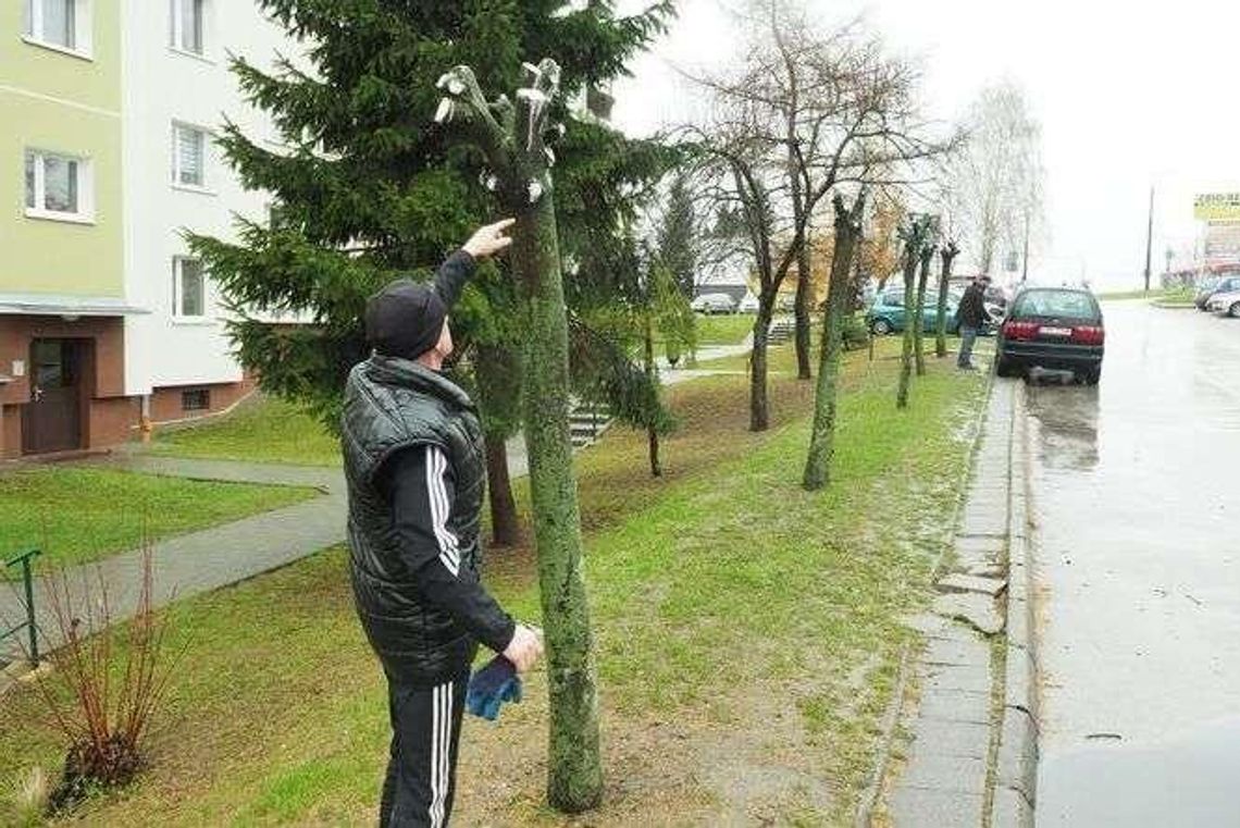 Lublin: Z drzew zostały tylko nagie kikuty. Spółdzielni grozi kara finansowa [zdjęcia]