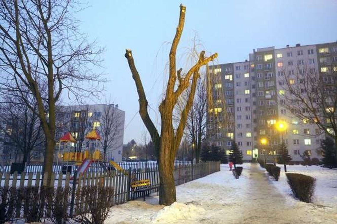 Lublin: Z okazałej wierzby zostały kikuty. Dzieci chciały wstrzymać przycinkę Lublin: Z okazałej wierzby zostały kikuty. Dzieci chciały wstrzymać przycinkę