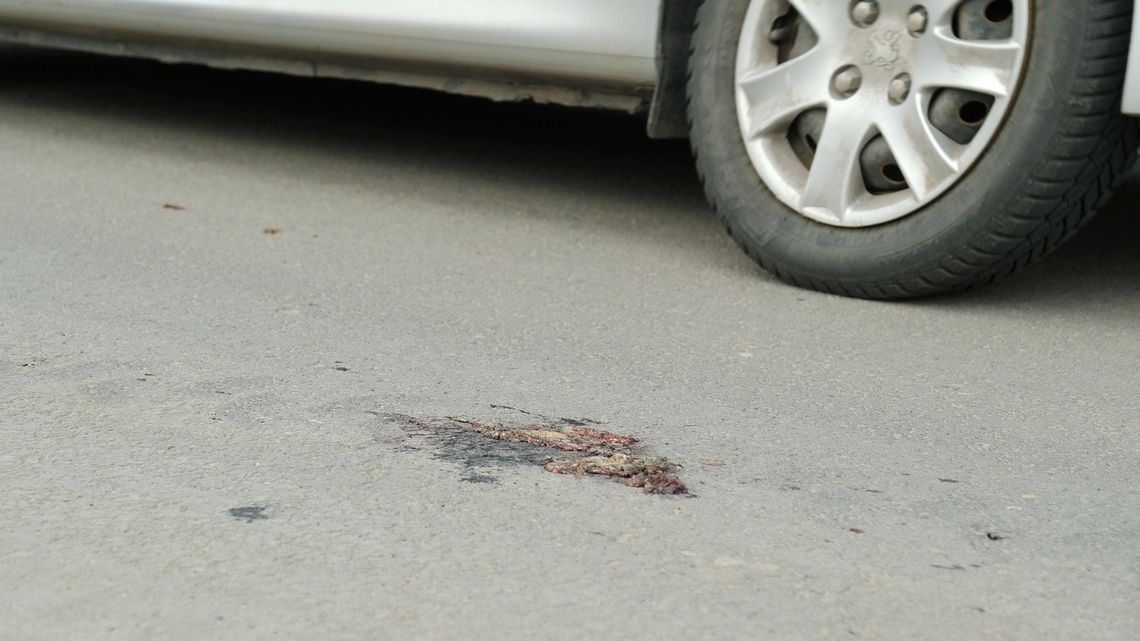 Lublin: Żabi dramat na ul. Janowskiej. Chcą się dostać do wody i giną pod kołami samochodów