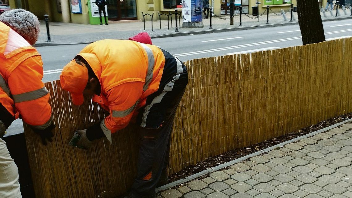 Lublin. Żeby krzewy dotrwały do wiosny... Lublin. Żeby krzewy dotrwały do wiosny...