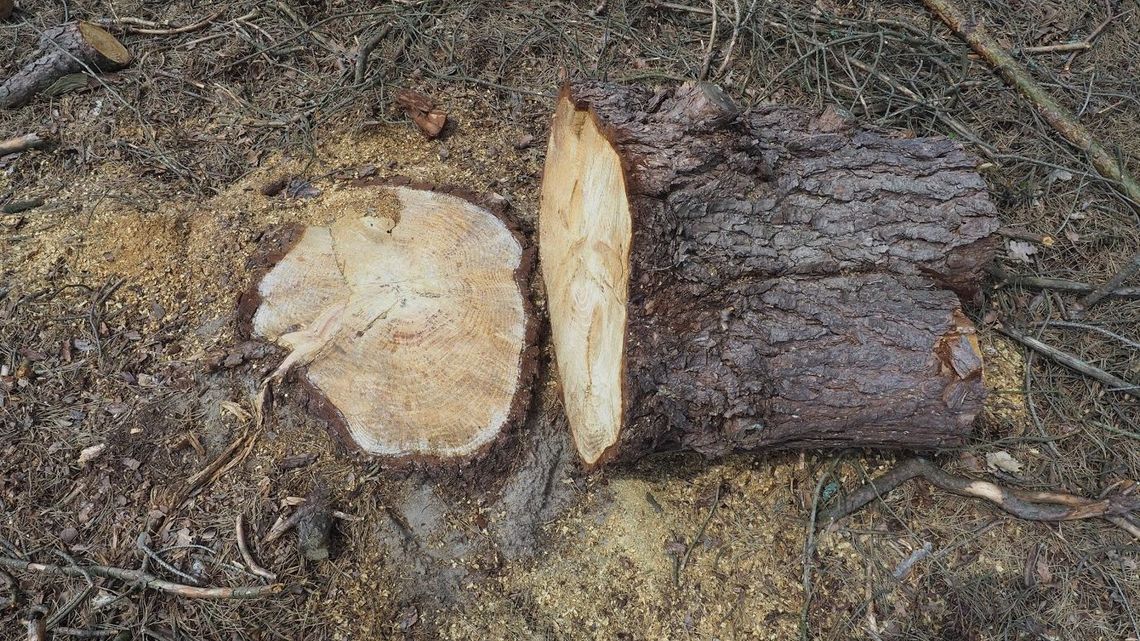 Lublin: Zieloni przeciwko wycinkom drzew w mieście