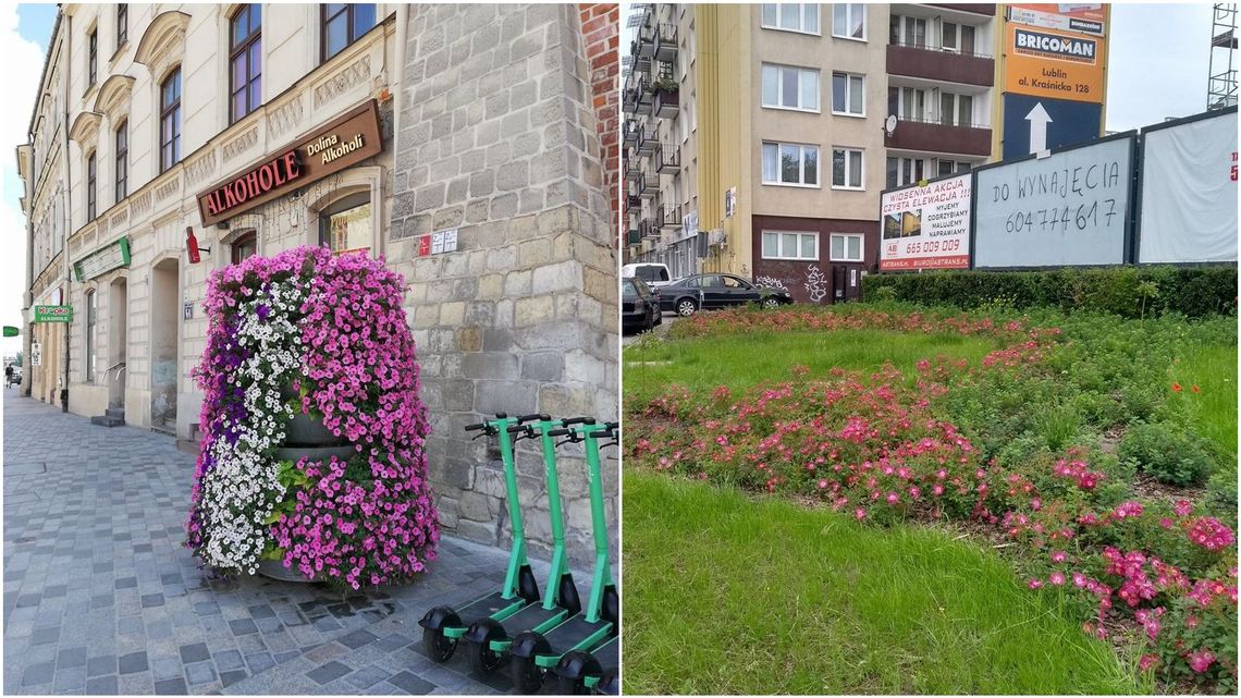 Lublin: Zniknęły rośliny z kolejnych ulicznych rabatek