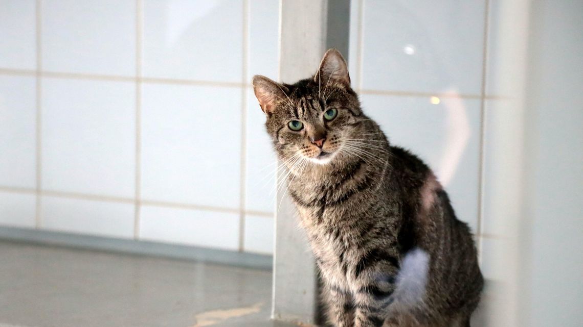 Lublinianie kupili karmę dla zwierząt na Ukrainie. Sukces niedzielnej akcji schroniska