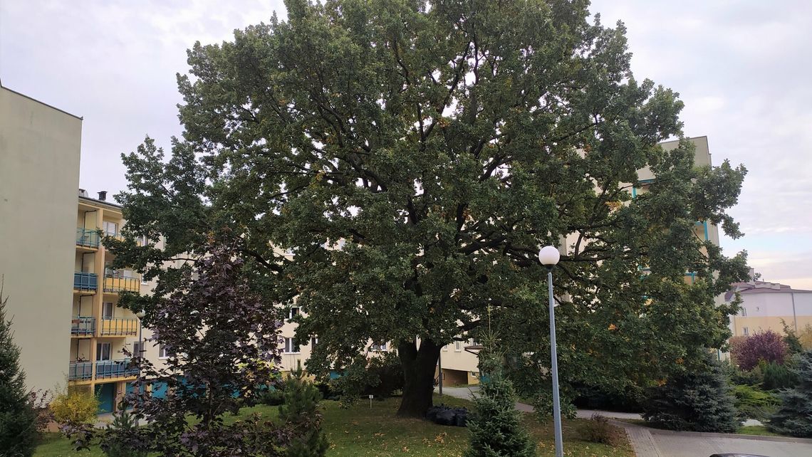 Lublinowi przybędzie szumiących pomników. Znamy ich lokalizacje