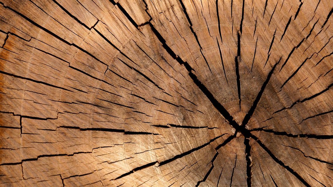 Lublinowi przybyło pomników przyrody