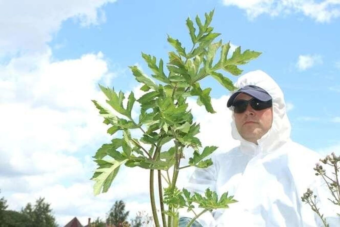 Lubycza Królewska: Barszcz sosnowskiego zarasta gminę