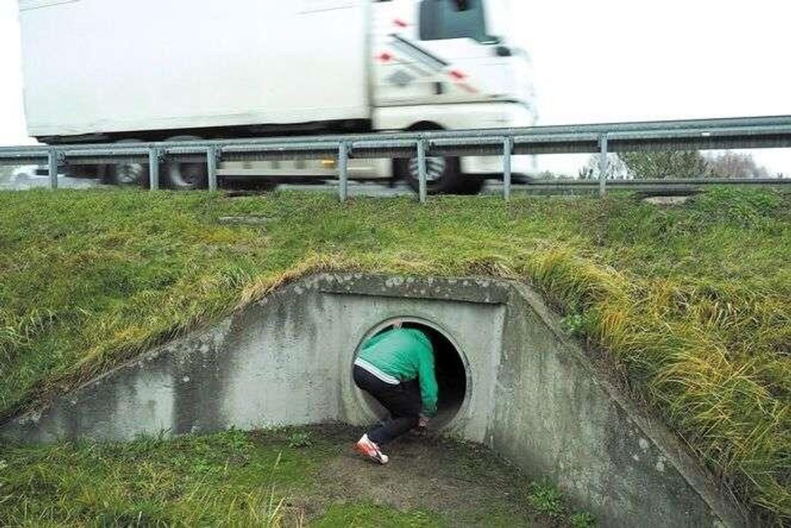 Ludzie jak żaby: przepustami pod obwodnicą. Co na to drogowcy?