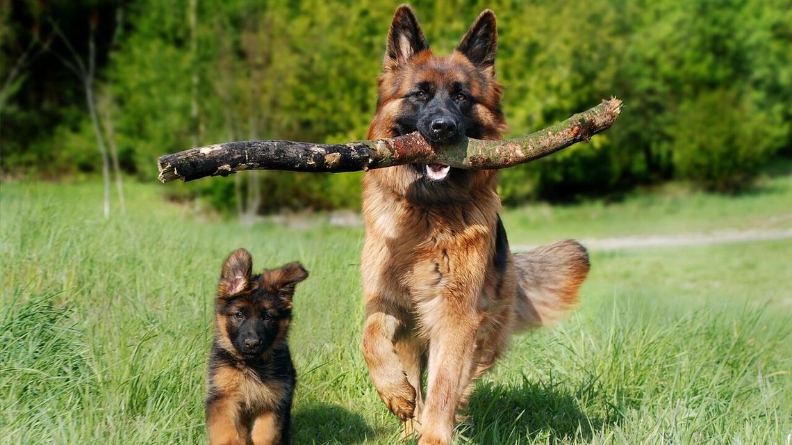 Ludzie nie sprzątają po psach. „Lublin to istne pole minowe”