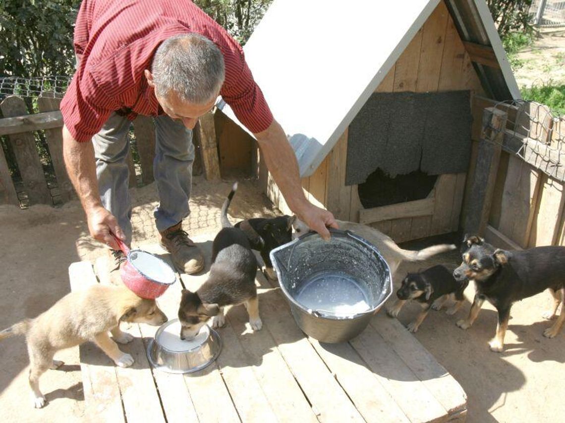 Ludzie wyjeżdżają na wakacje, psy porzucają na ulicach