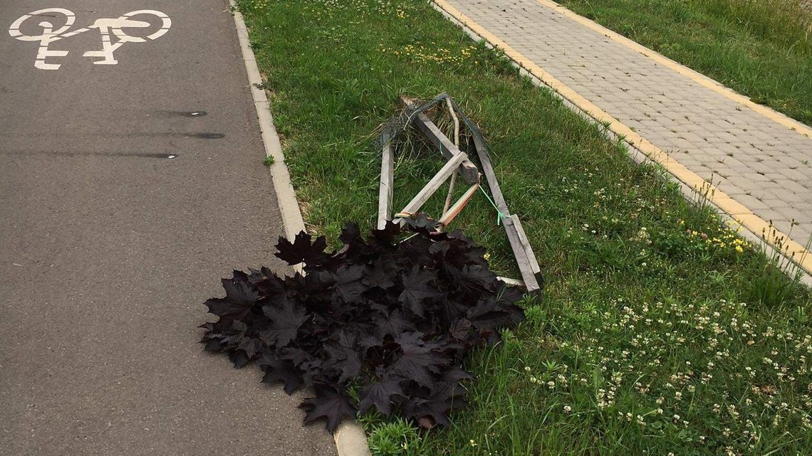 Łuków: Drzewka przy bulwarze zniszczył nastolatek Łuków: Drzewka przy bulwarze zniszczył nastolatek