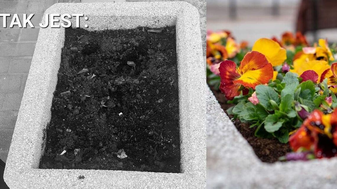  Łuków: Kwiatki, bratki i… złodzieje 