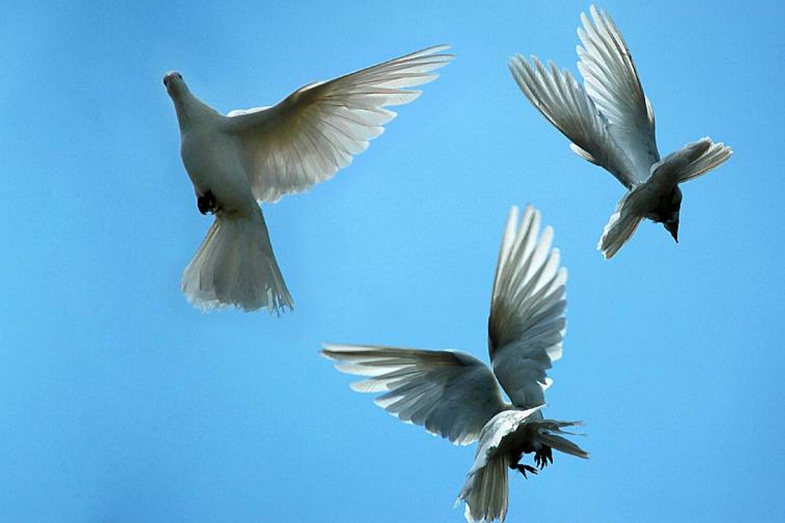 Łuków: Martwe ptaki wisiały na drzewach 