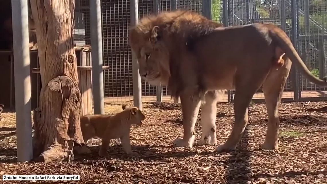 Lwiątka po raz pierwszy poznały dużych przedstawicieli swojej rodziny. Ciężko będzie się od nich odpędzić!