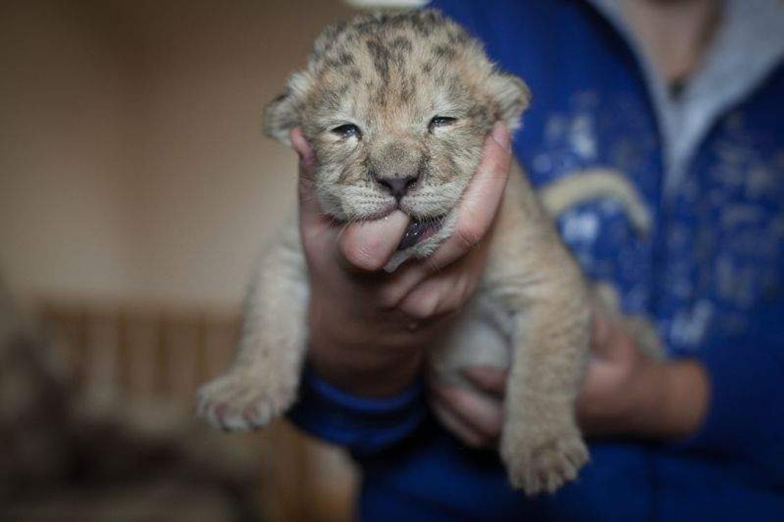 Lwica urodziła, a potem go odrzuciła. Parysa nakarmi psia mamka