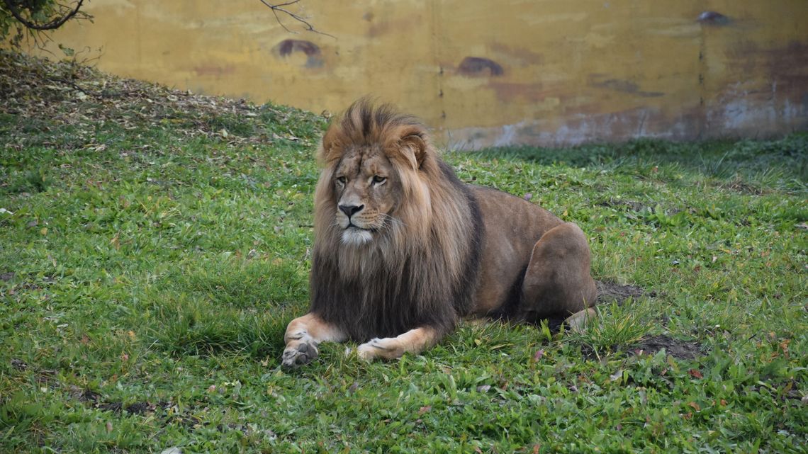 Lwu nie zaburczy w brzuchu. W zamojskim zoo czekają na nowe zwierzęta