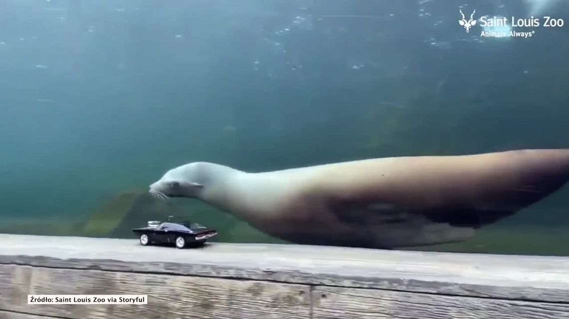 Lwy morskie z zoo w Saint Louis uwielbiają ścigać się… z samochodzikami