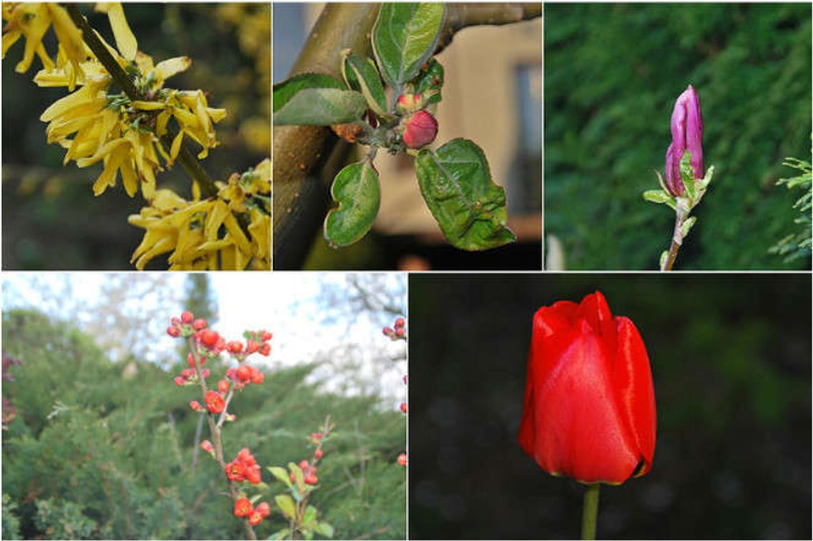 Maj w ogrodzie. Czy rozpoznajesz te rośliny? Sprawdźmy to! QUIZ