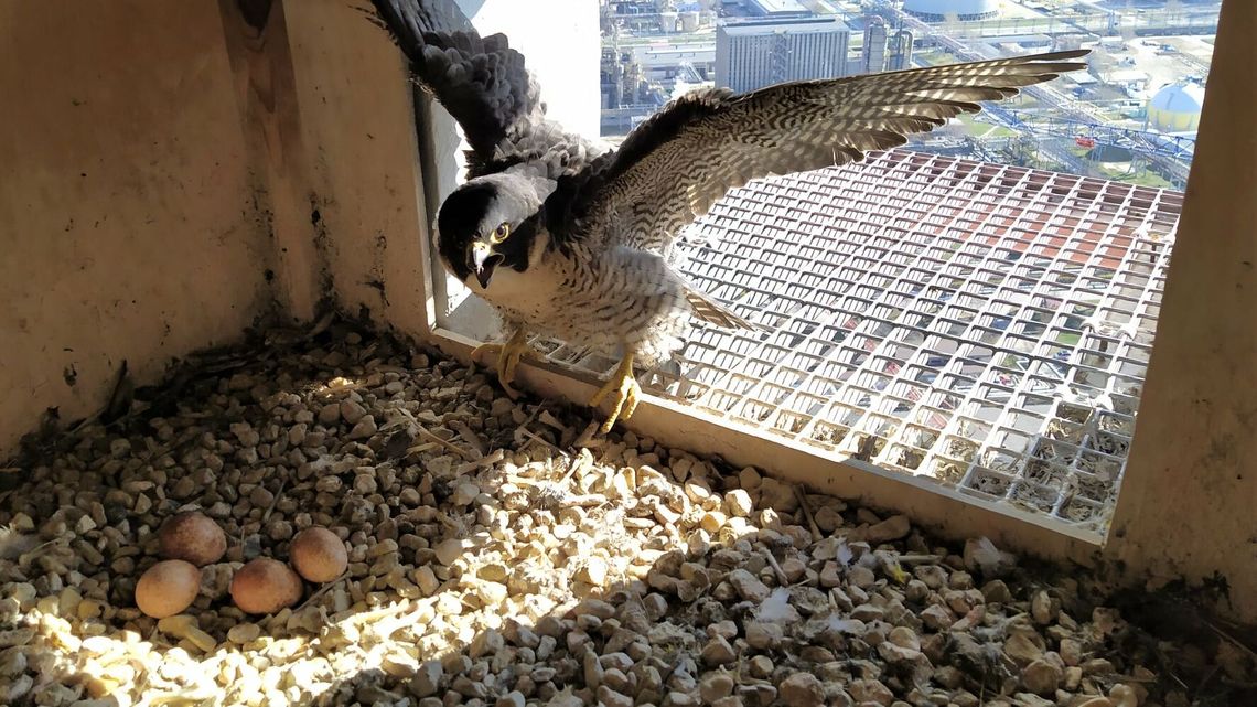 Mają gniazdo na kominie elektrociepłowni. Puławskie sokoły będą miały młode