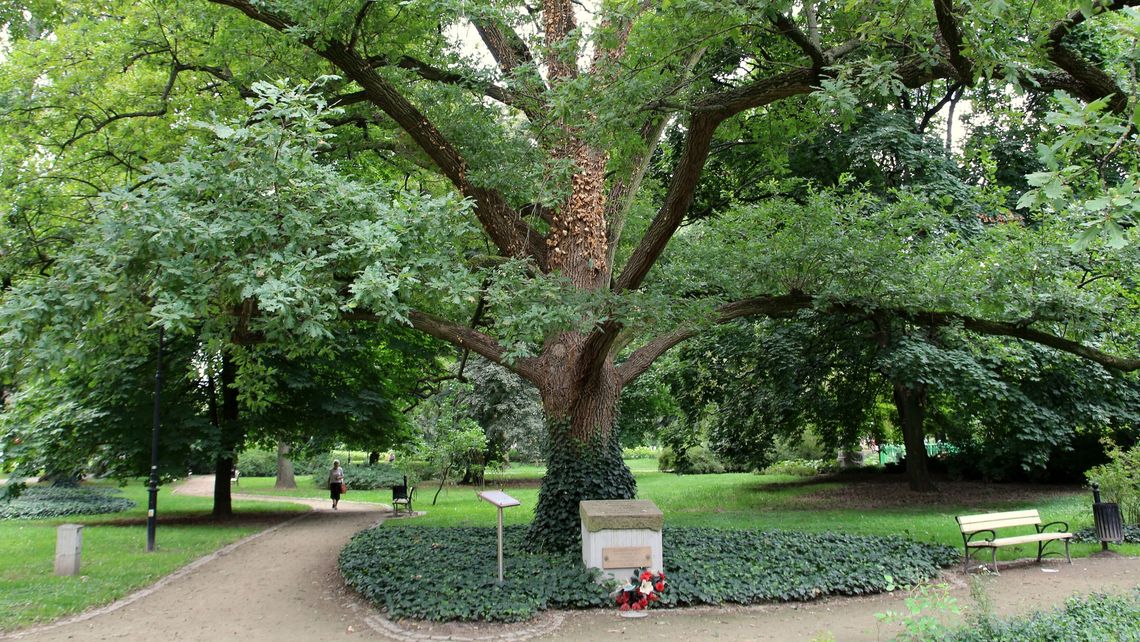 Majestatyczny Dąb Niepodległości konkursu nie wygrał. Ale i tak cieszy mieszkańców Puław