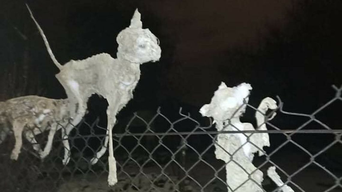 Makabra. Przechodnie widzą zamarznięte truchła kotów na siatce Makabra. Przechodnie widzą zamarznięte truchła kotów na siatce