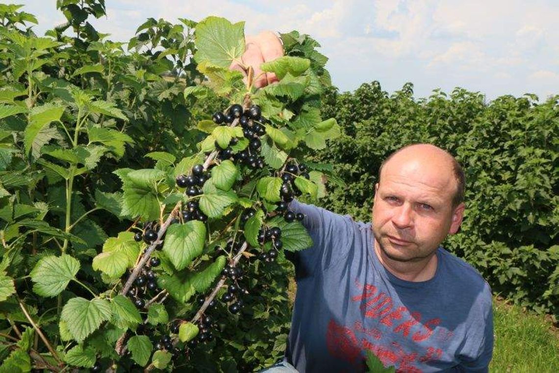 Mała, czarna i bardzo tania. Plantatorzy mają problem z porzeczkami Mała, czarna i bardzo tania. Plantatorzy mają problem z porzeczkami