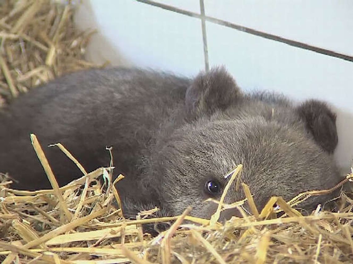 Mała niedźwiedzica trafiła do kliniki weterynaryjnej w Przemyślu